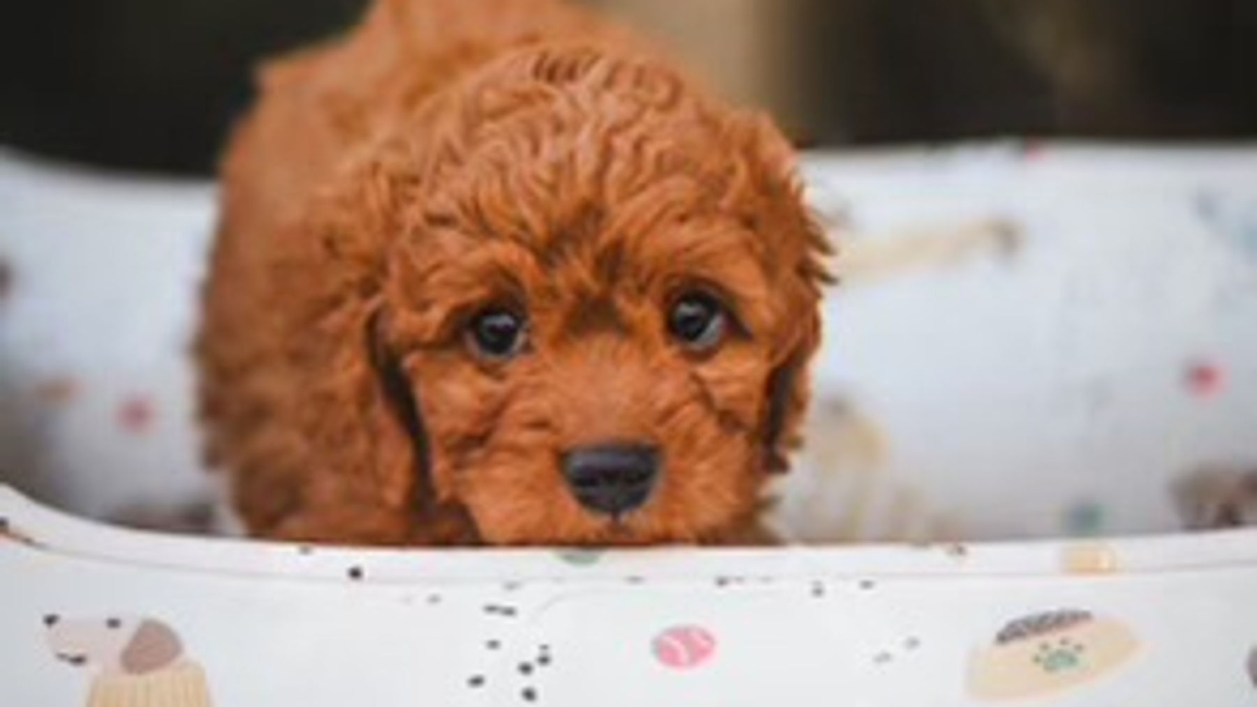 Simple Puppy 1 01